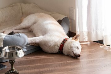 平和な環境で昼寝する犬