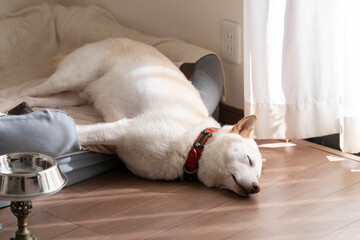 平和な環境で昼寝する犬