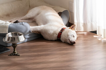 平和な環境で昼寝する犬