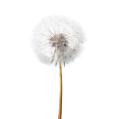 Fototapeta premium Close-up of a dandelion seed head (2)