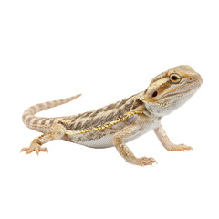 Naklejka premium Detailed close-up of a bearded dragon lizard posing on a clean surface with vibrant colors and unique textures highlighting its features