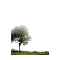 Fototapeta premium Foggy field with lone tree