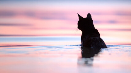 Striking silhouette of a black cat standing in shallow, reflective water. Dreamy pink, lavender, and blue sunset or sunrise creates a serene and captivating scene.
