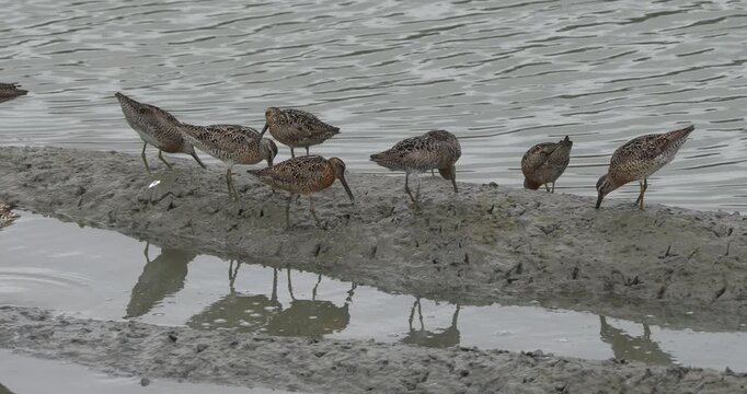 Bar-tailed godwit birds (Limosa lapponica) looking for food in the muddy marshlands during daytime