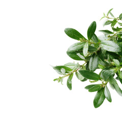 Close-up of a cluster of fresh leaves