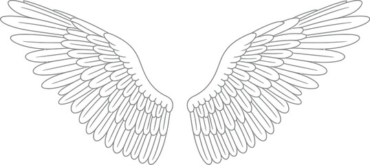 A symmetrical drawing of two wings with detailed feather outlines on a white background