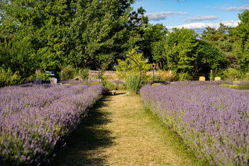 View of blooming lavender flowers in a field.
