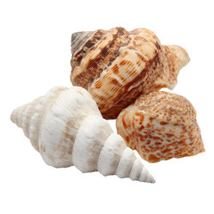 Obraz premium Elegant seashells composition showcasing textures and patterns against a dark background