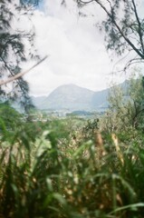 mountain landscape with trees