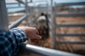 cows being treated with worming drench in cattle yards in australia