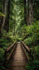 Wooden bridge through lush forest
