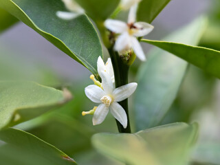 金柑の小さな白い花