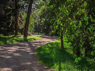 Fototapeta premium Dappled Shade From The Greenery Next To The Trail
