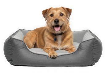 A happy, scruffy terrier dog lying comfortably in a plush grey dog bed, isolated on a transparent background