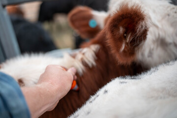cows being treated with worming drench in cattle yards in australia