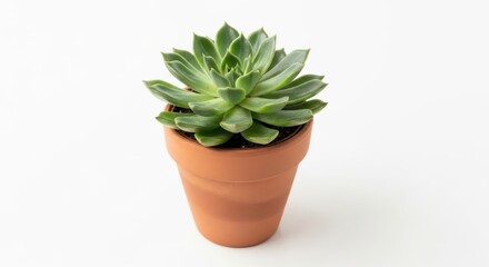 Green succulent plant in a terracotta pot on a white background
