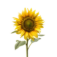 Fototapeta premium Radiant Sunflower Bloom Isolated on Black Background Showcasing Nature's Beauty