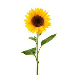 Fototapeta premium Radiant sunflower isolated on black background showcasing vibrant petals and stem
