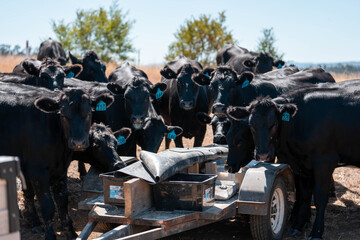 mineral cows with mineral blocks for cattle, cow lick block on a farm