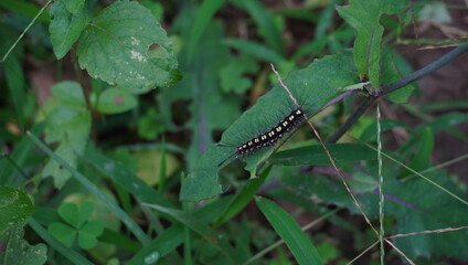 caterpillars of the species Orgyia leucostigma