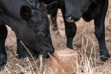 Fototapeta premium mineral cows with mineral blocks for cattle, cow lick block on a farm