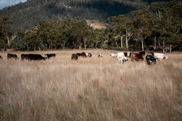 cows in a field in summer