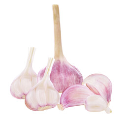 fresh garlic bulbs and cloves isolated on transparent background.