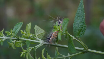 caterpillars of the species Orgyia leucostigma