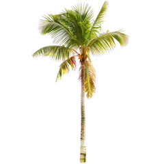 Obraz premium Isolated palm tree, vibrant green foliage
