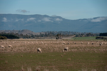 sheep in a field in summer in australia
