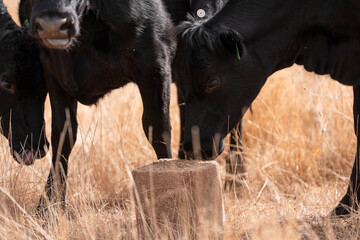 mineral cows with mineral blocks for cattle, cow lick block on a farm