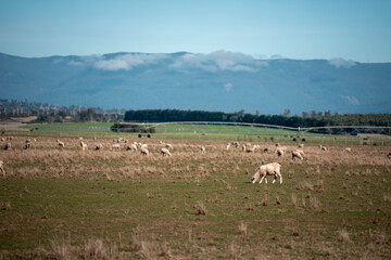 Obraz premium sheep in a field in summer in australia