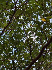 Natural green tree branches with fresh leaves against blue sky