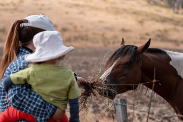 Horse in a field In Australia