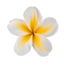 frangipani flower on white background, close-up