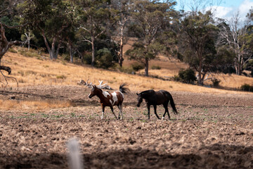 Horse in a field In Australia