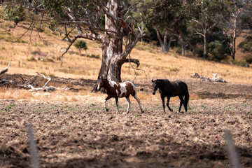 Horse in a field In Australia