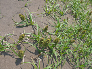 Carex macrocephala or big-head sedge plant native to Kuril Islands on Iturup sandy coast 