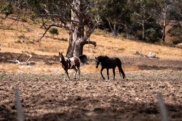 Horse in a field In Australia