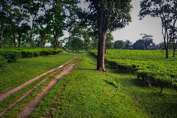 Scenic Landscape Photography of a Dirt Road through Lush Green Tea Plantation in Assam, India