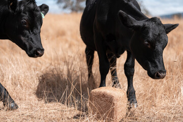 mineral cows with mineral blocks for cattle, cow lick block on a farm