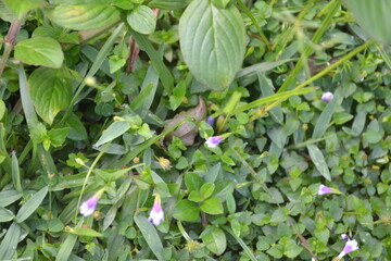 Close-up view of vibrant green plants and delicate purple flowers, botanical photography in natural garden setting