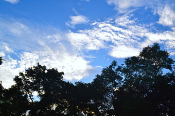 Serene Summer Sky Above the Trees Silhouette in Sunshine, Captured During Golden Hour in a Natural Landscape