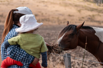 Horse in a field In Australia