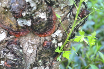 Close-up of a textured tree bark with reddish-brown fungi and lush green foliage in a naturalistic style