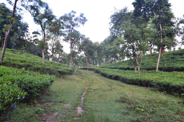 Serene Landscape Photo of Lush Green Tea Plantation in Sylhet Bangladesh with Pathway and Trees Nature Photography