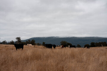 Angus, wagyu and murray grey beef bulls and cows, being grass fed on a hill in Australia.