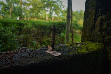 Serene Nature Scene With Mossy Tree and Leaf Blur Background, Unveiling the Beauty of Nature in Assam, India Landscape Style.