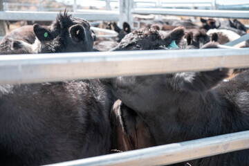 cows being treated with worming drench in cattle yards in australia