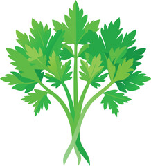 Naklejka premium Fresh green parsley bunch vector illustration